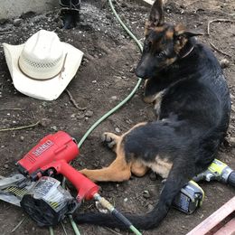 German Shepherd Puppies from Oregon German Shepherds