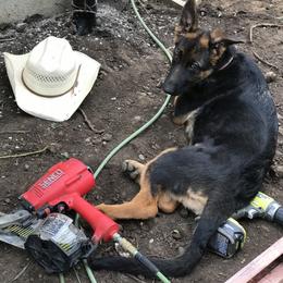 German Shepherd Puppies from Oregon German Shepherds