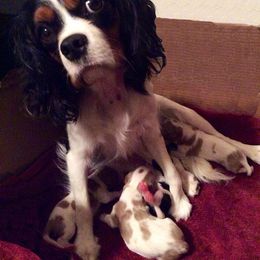 Cavalier King Charles Spaniel Puppies from Phoenix Cavaliers - Cavalier King Charles Spaniels