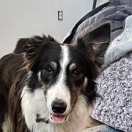 Trip - Border Collie