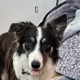 Trip - Border Collie