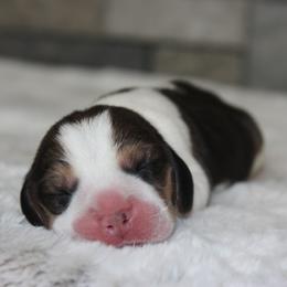 Banner - Black tan and white female Beagle puppy in Morrill, Kansas from Kelle Beagles