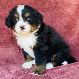 Forest Green Collar Male - Black rust and white male Bernese Mountain Dog puppy in Bristol, Tennessee from Holston Hollow Farm