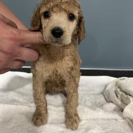 Poodle Puppies from Pawsable Prospects