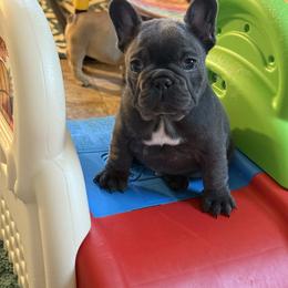 Major Payne - Blue male French Bulldog puppy in Wisconsin from Shameless Bulldogs LLC