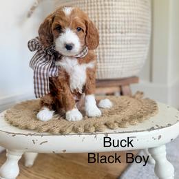 Black Male - Black male Goldendoodle puppy in Springville, Utah from JW Doodles