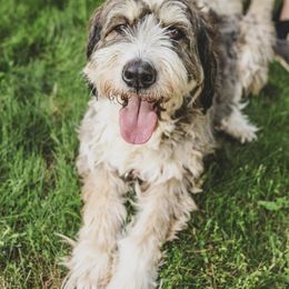 Eloise - Barbado da Terceira