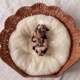 Truffle - Merle female Goldendoodle puppy in Cold Spring, Minnesota from A.N.A. Doodles