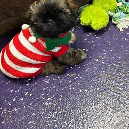 Shih Tzu Puppies from Tammy’s Shih-Tzu Love Jones