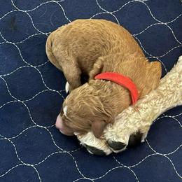 Mary Elizabeth - Red  female Goldendoodle puppy in Rocky Point, North Carolina from CelticDoods