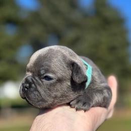 Jillian - Blue female French Bulldog puppy in Salisbury, Maryland from 77 Frenchies Maryland