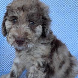 SIERRA - Merle female Goldendoodle puppy in Maricopa, Arizona from AZ Designer Goldendoodles