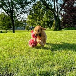 Highpoint Puppy - Apricot Goldendoodle puppy in Oak Park, Illinois from Oak Park Goldendoodles