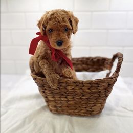 Goldendoodle Puppies from Proctor’s Petite Goldendoodles