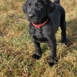 Boy 1 - male Labrador Retriever puppy in Winnemucca, Nevada from Oakley's Mountain View Kennel