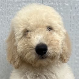 Boy 2 - Cream Goldendoodle puppy in Omaha, Nebraska from The Rallo Farmhouse