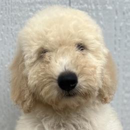 Boy 2 - Cream Goldendoodle puppy in Omaha, Nebraska from The Rallo Farmhouse