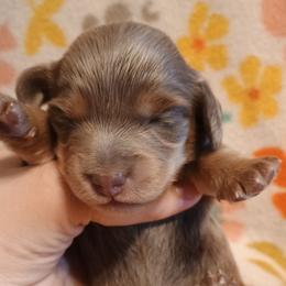 Aquarius - Fawn (Isabella) female Dachshund puppy in Hudson, Michigan from Mittentail Kennel Miniature Dachshunds & Australian Shepherds