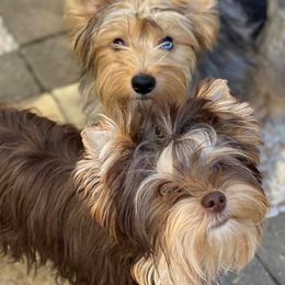 Yorkshire Terriers from Treasured Yorkie