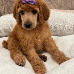 Purple collar  girl - Red  female Poodle puppy in Riverside, California from Riverside red poodles