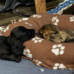 Mr. Brown - Red male Dachshund puppy in Casa Grande, Arizona from Harris Hugs and Wiener Wiggles