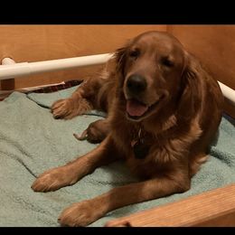 First Pick Girl - Golden Golden Retriever puppy in Sacramento Area, California from Gold Country Golden Retrievers