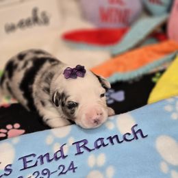 Stormy - Blue merle Miniature Australian Shepherd puppy in Middleburg, Florida from Tails End Ranch