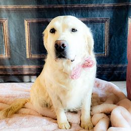 Elsa - Golden Retriever