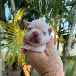 Camila - Cream female French Bulldog puppy in Largo, Florida from Big Daddy Frenchies