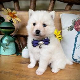 Jessie - White female Pomsky puppy in Venus, Pennsylvania from Hemlock Pines Pomsky