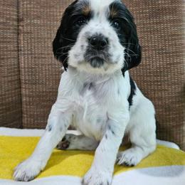 Raft - Black white and tan male English Springer Spaniel puppy in Grant, Michigan from Bedell's Riverdog Run