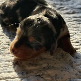 Dachshund Puppies from Little Doxie Farm