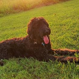 Bernedoodles from Snuggle Bug Doodles