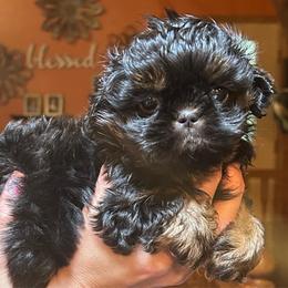 Marshmallow - Black and tan female Shih Tzu puppy in Nekoosa, Wisconsin from Brox Acres House of Fur LLC