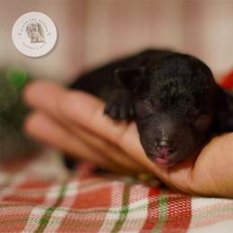 Red Boy - Black male Poodle puppy in Las Vegas, Nevada from Plush Toy Poodle Puppies & Pals