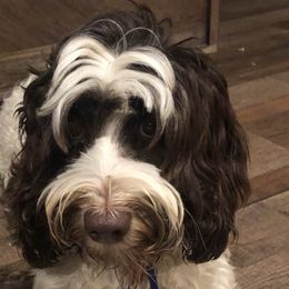 Molly - Australian Cobberdog