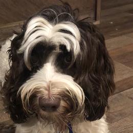 Molly - Australian Cobberdog
