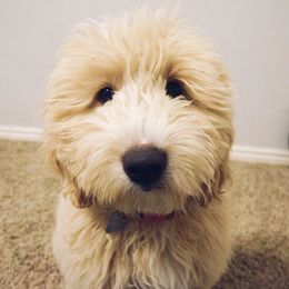 Cavapoo and Goldendoodle All Grown Up from Ivy The Mini Doodle