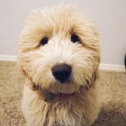 Cavapoo and Goldendoodle All Grown Up from Ivy The Mini Doodle