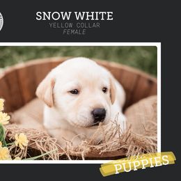 Girl 2 - Yellow Labrador Retriever puppy in Clayton, North Carolina from Carolina’s Swift Creek Labrador Retrievers