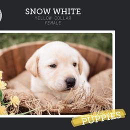 Girl 2 - Yellow Labrador Retriever puppy in Clayton, North Carolina from Carolina’s Swift Creek Labrador Retrievers