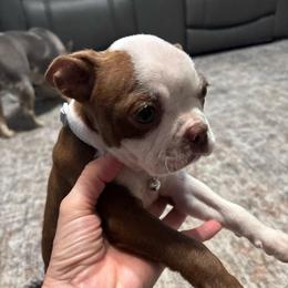M. Red Male - Red male Boston Terrier puppy in Mc Donough, Georgia from Ballard Boston Terriers