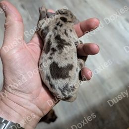 Karen - Dapple female Dachshund puppy in Blanchard, Oklahoma from Dusty Road Doxies