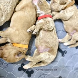 Goldendoodle Puppies from Central Texas Doodle Nest Kennel