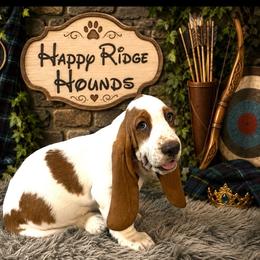 Merida - Red and white female Basset Hound puppy in Mebane, North Carolina from Happy Ridge Hounds