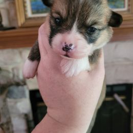 Girl 1 - Pembroke Welsh Corgi puppy in Karnack, Texas from Sureshot Corgis