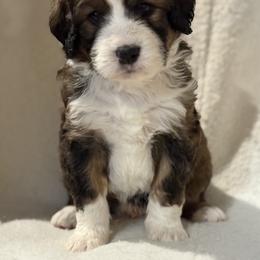 Airedale Terrier, Bernedoodle, and Bernese Mountain Dog Puppies from Beitzel Babies
