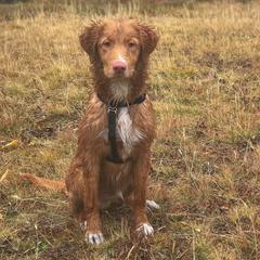 Nova Scotia Duck Tolling Retriever All Grown Up from Forest Cove Tollers