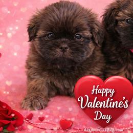 Shiloh - Liver male Shih Tzu puppy in Picayune, Mississippi from Guillot Shih Tzu