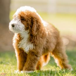 Rusty - Red male Bernedoodle puppy in Temecula, California from Country Hills Doodles